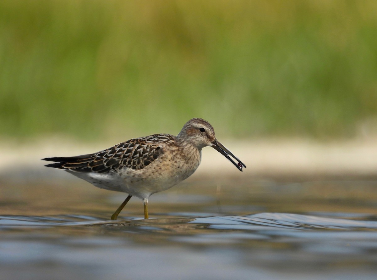 Stilt Sandpiper - ML602282381