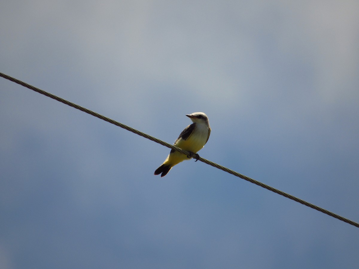 Scissor-tailed Flycatcher - ML602283011