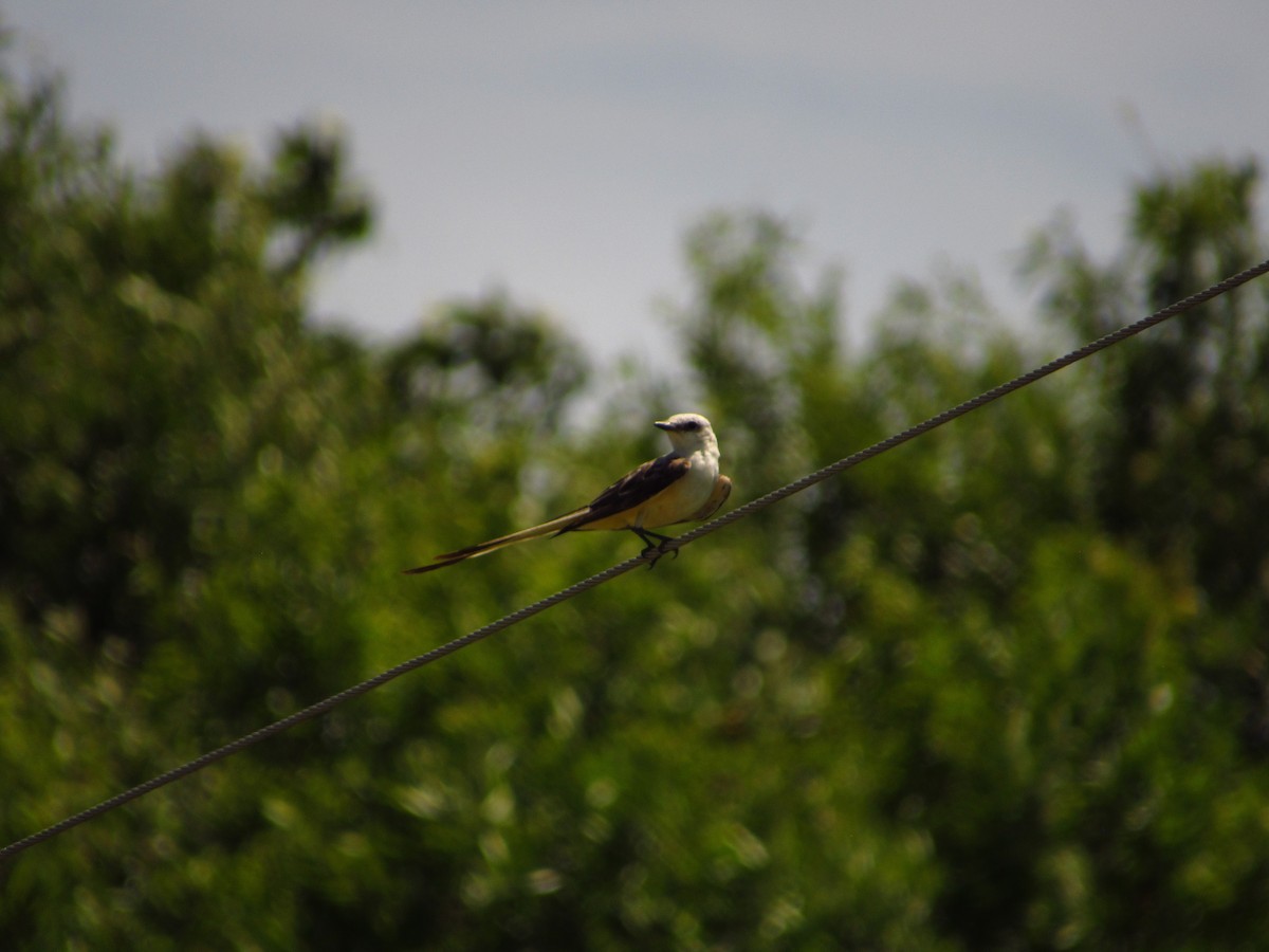 Scissor-tailed Flycatcher - ML602283021