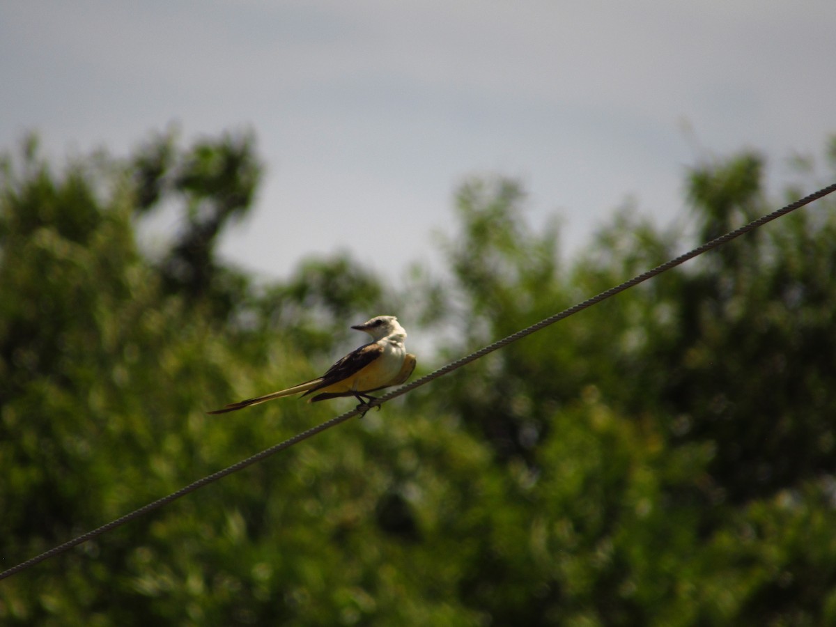 Scissor-tailed Flycatcher - ML602283031