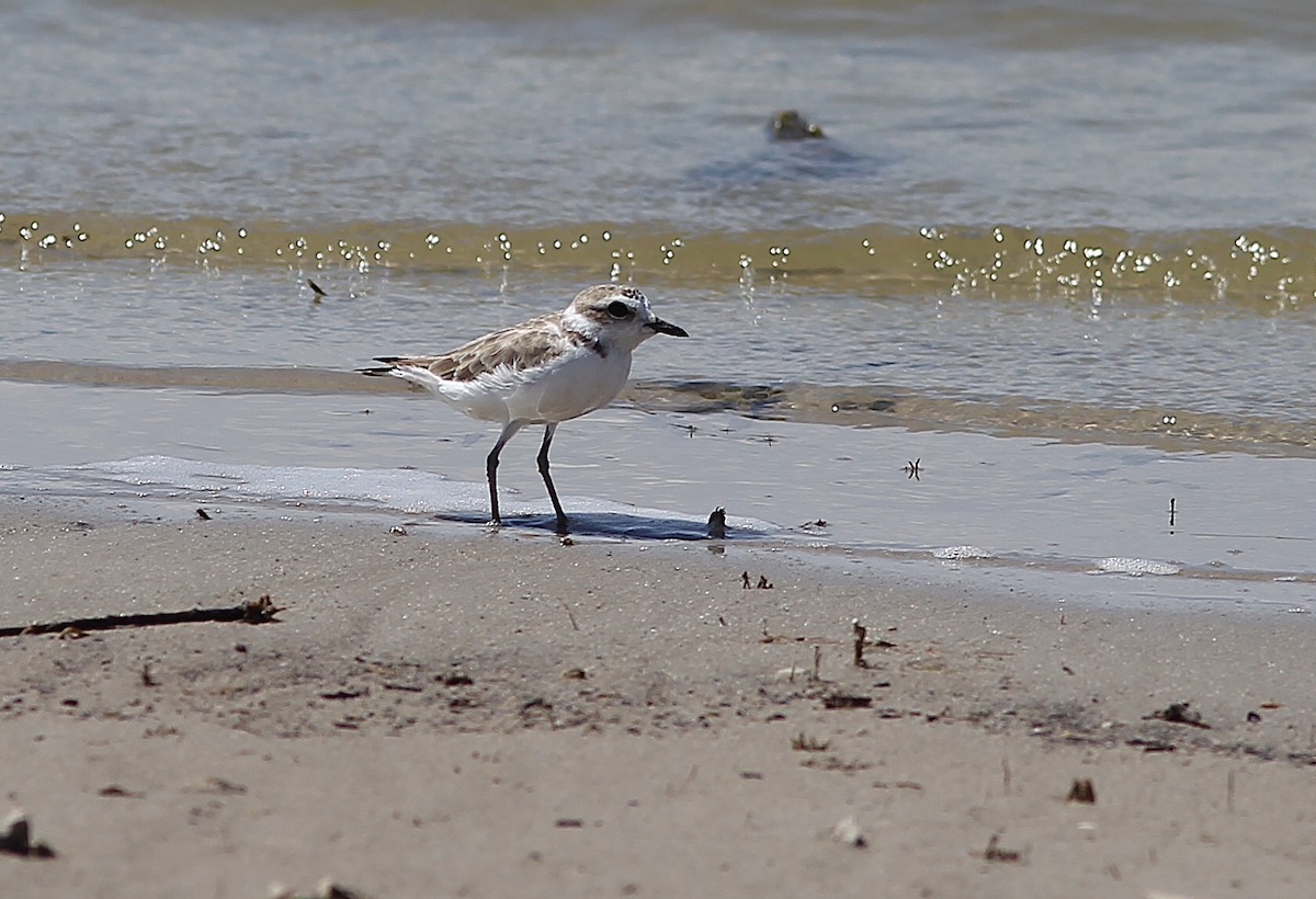 Snowy Plover - ML602283151