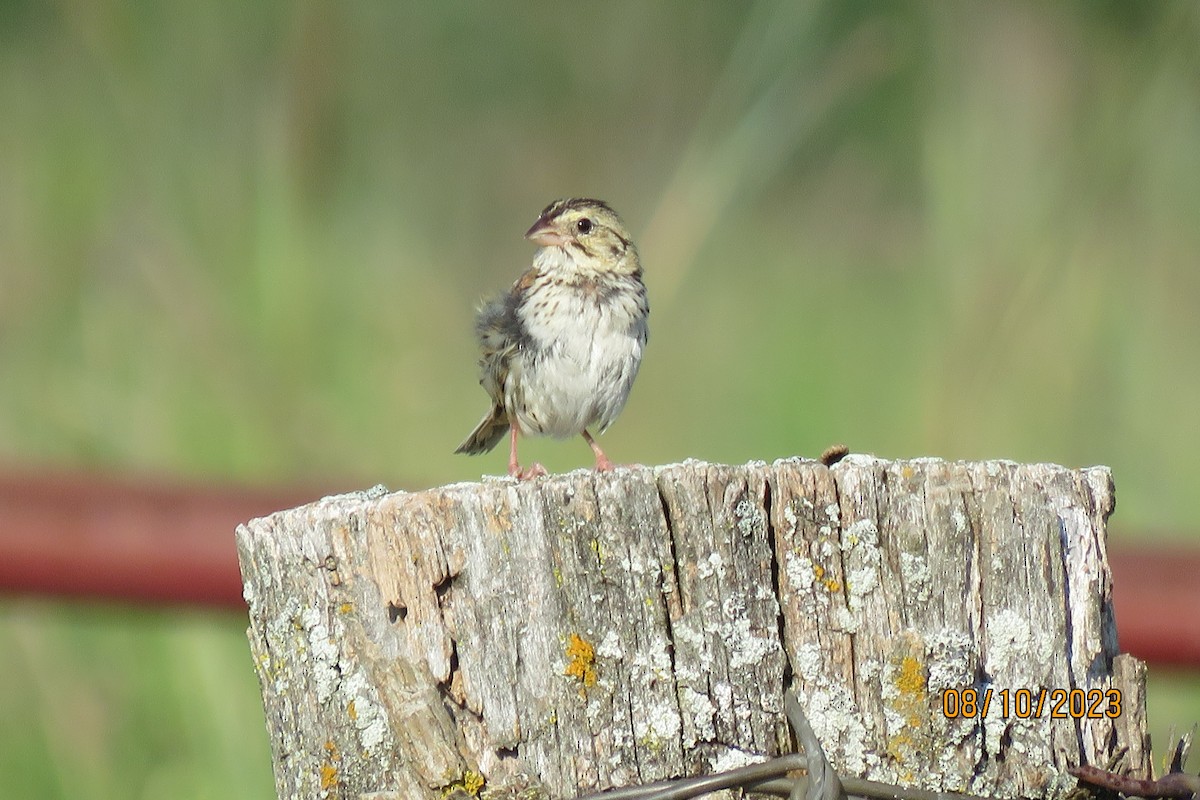 Henslow's Sparrow - ML602283161