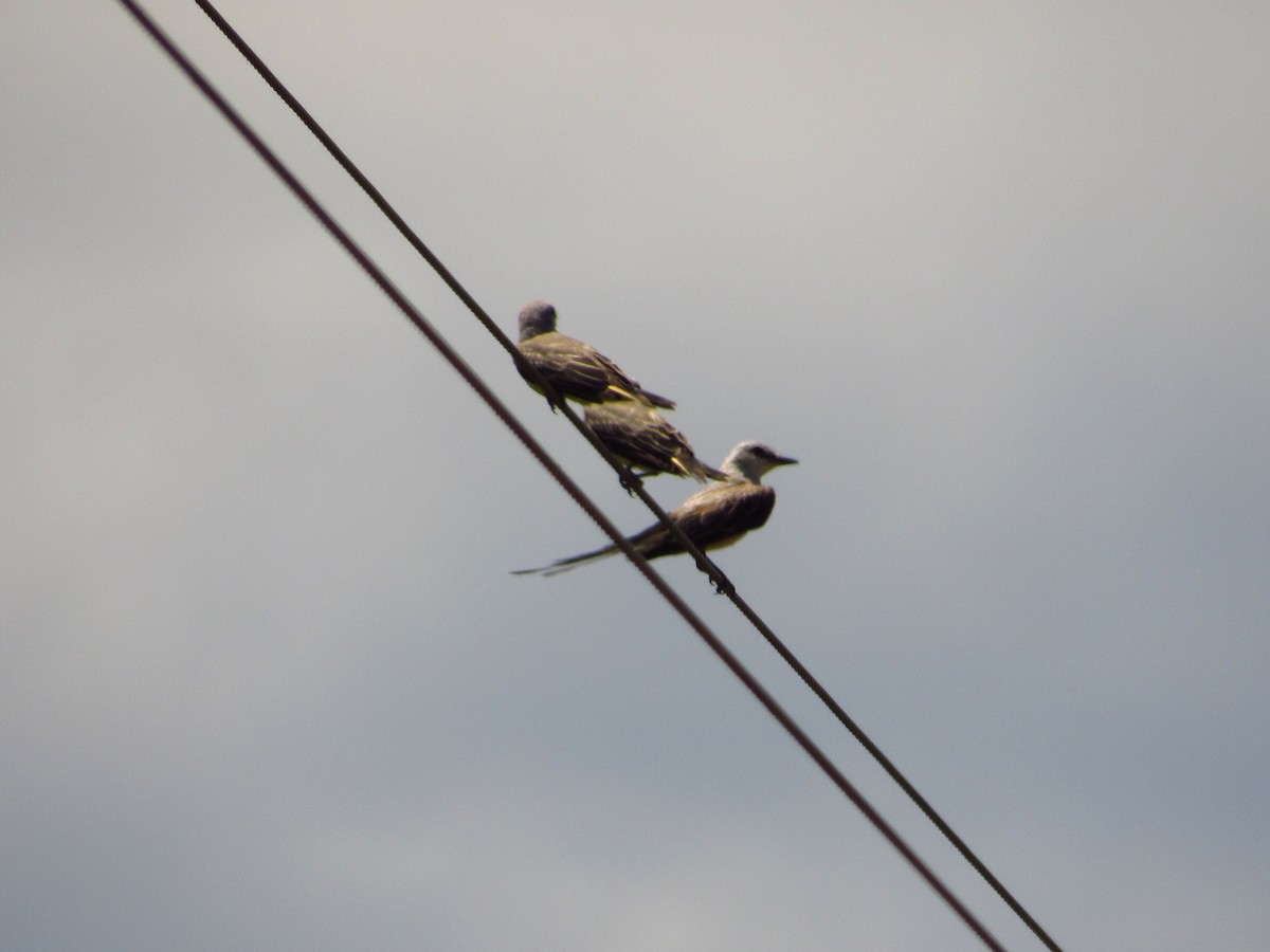 Scissor-tailed Flycatcher - ML602283281