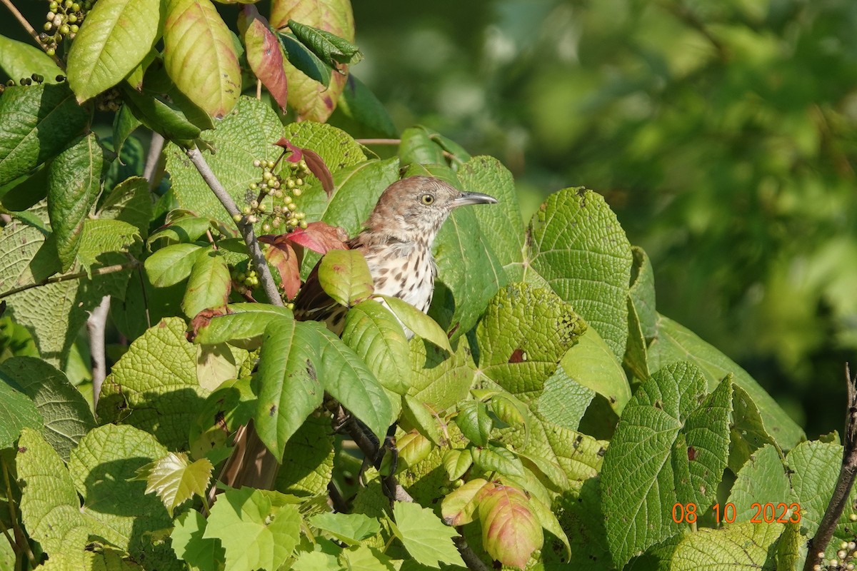 Brown Thrasher - ML602283391