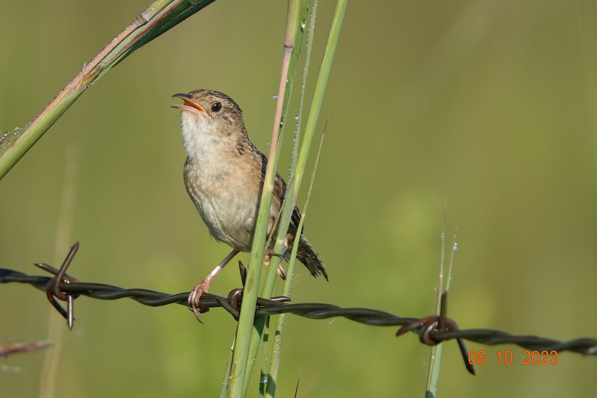 Sedge Wren - ML602283571