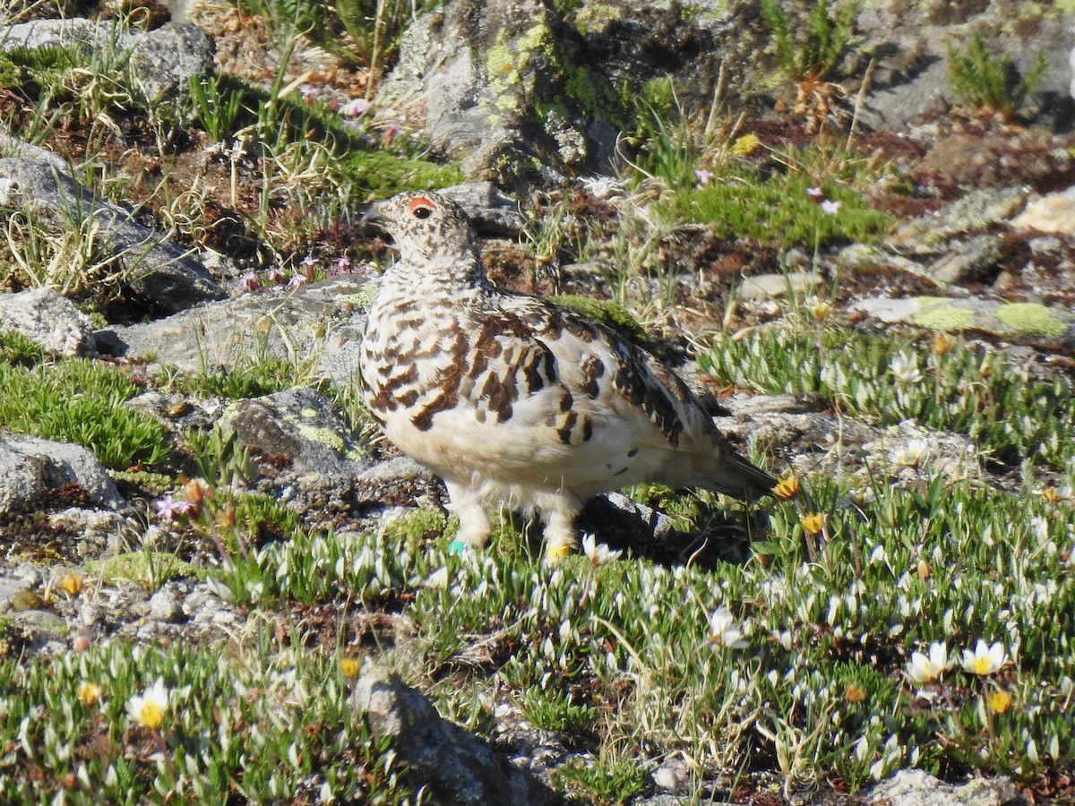 White-tailed Ptarmigan - Roger Massey