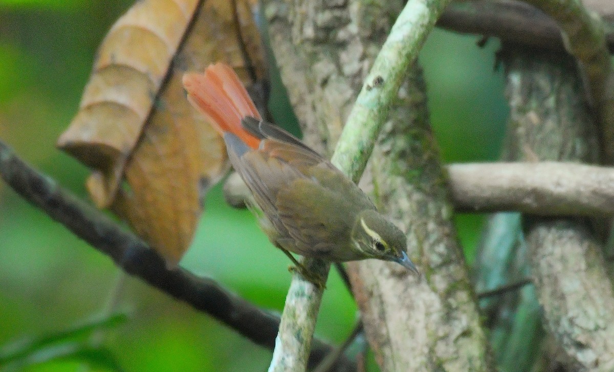 コシアカマユカマドドリ - ML602283921