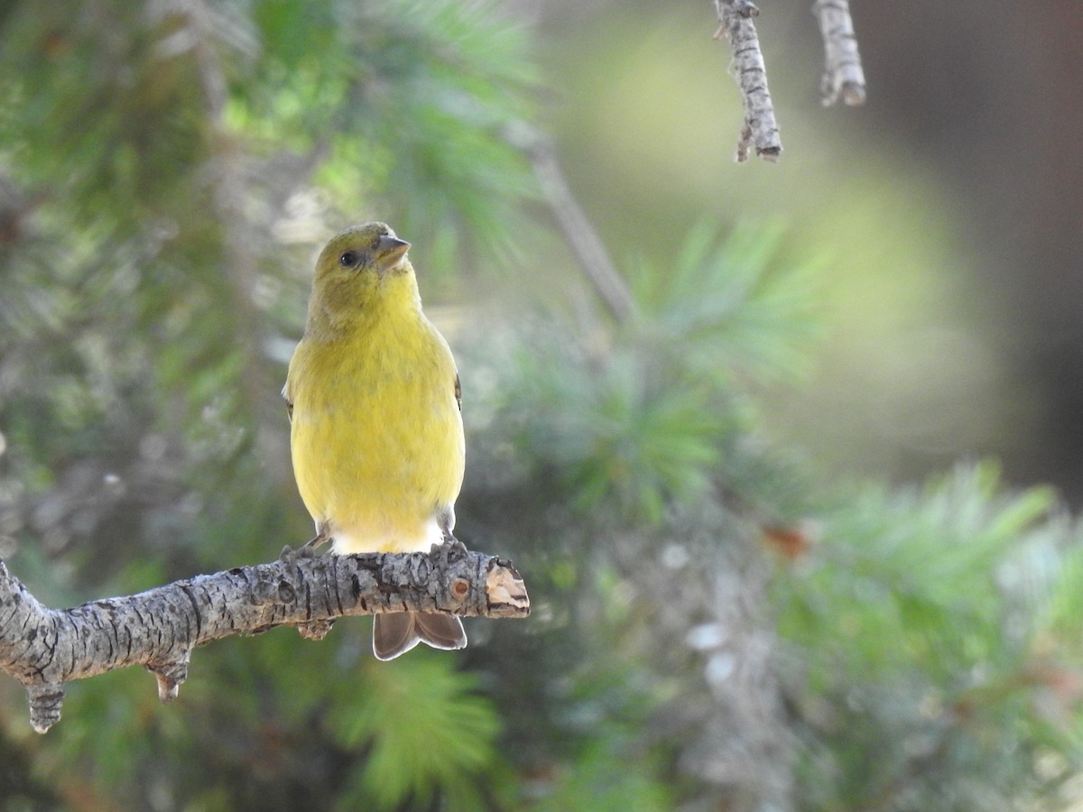 Lesser Goldfinch - ML602284131