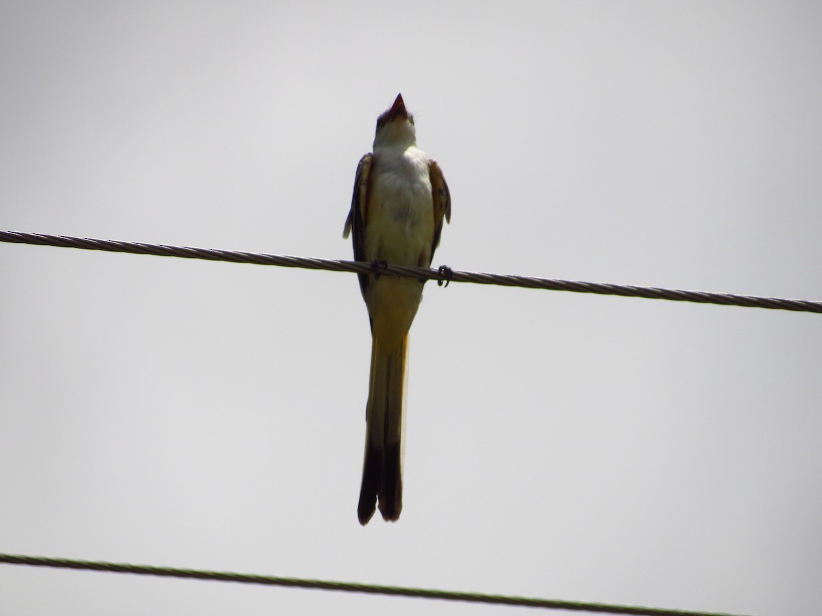 Scissor-tailed Flycatcher - ML602285591