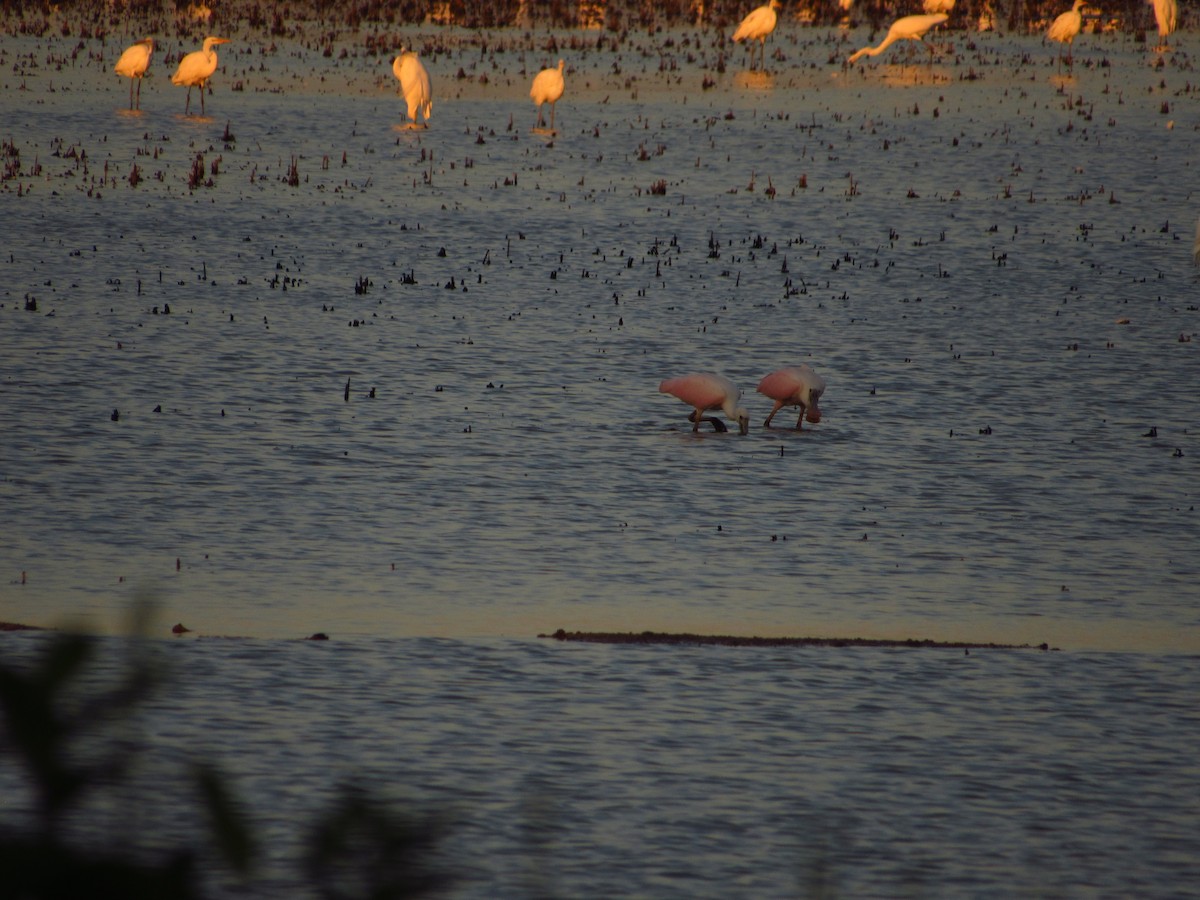 Roseate Spoonbill - ML602286041