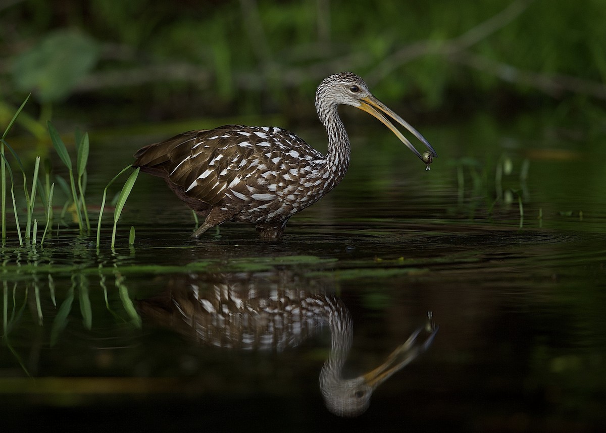 Limpkin - ML602286241