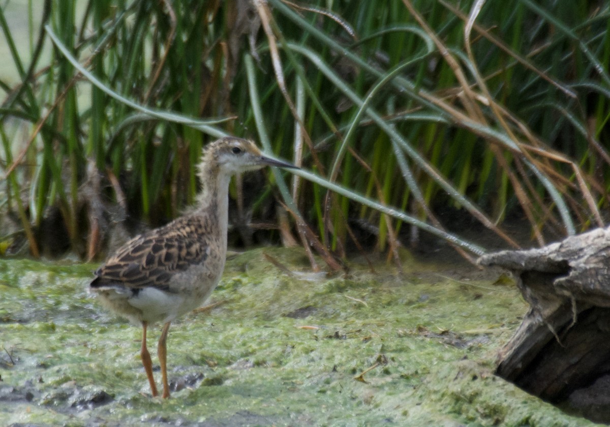 Wilson's Phalarope - Susan and Andy Gower/Karassowitsch