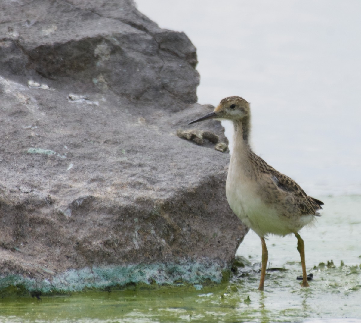 Phalarope de Wilson - ML602286761