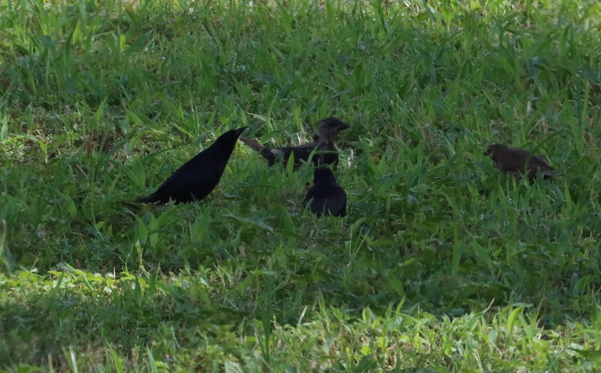 Shiny Cowbird - ML602287001