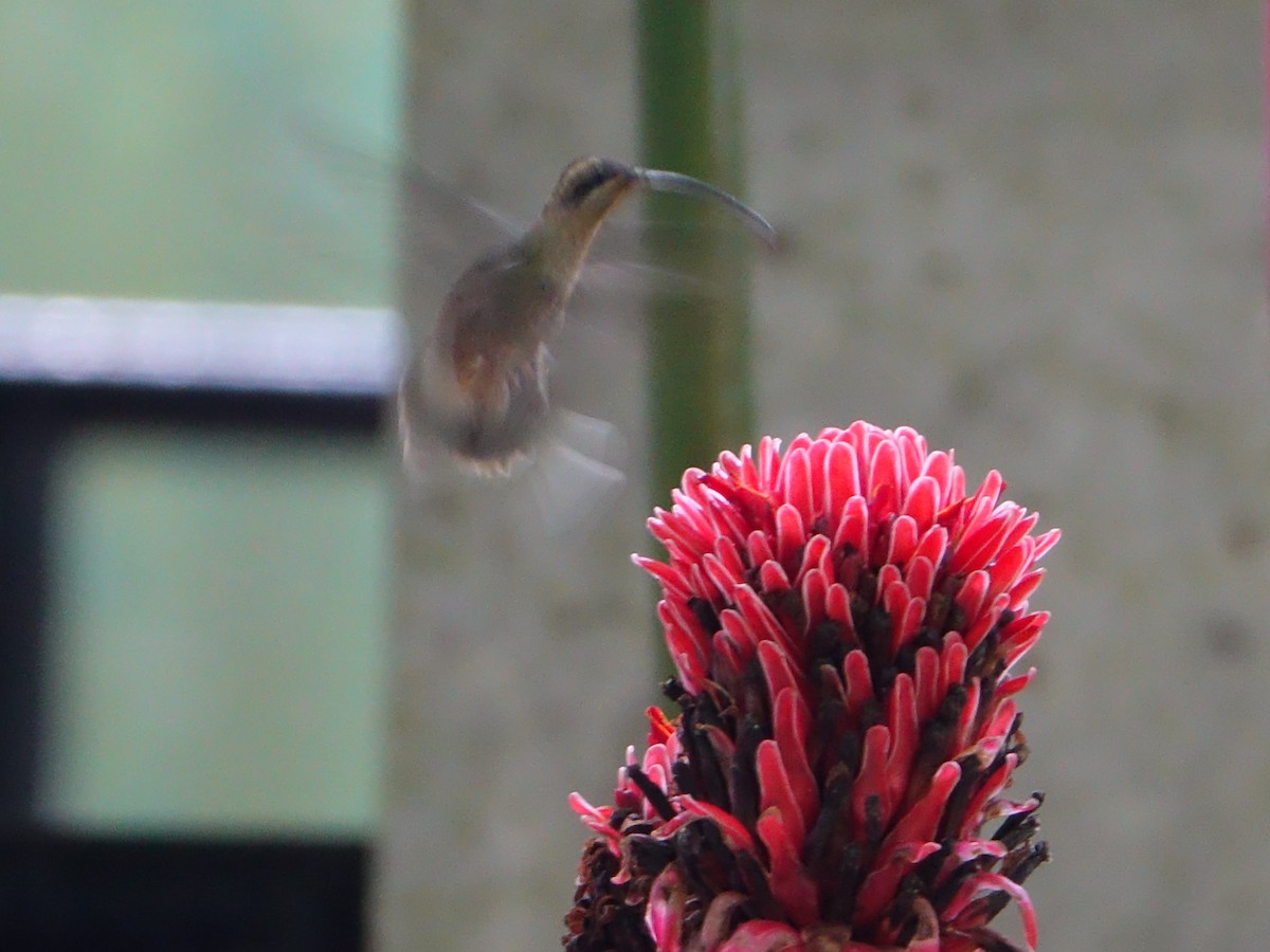 Long-billed Hermit - ML602287871