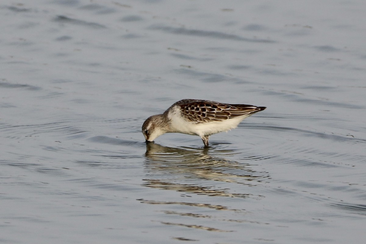 Western Sandpiper - ML602288281