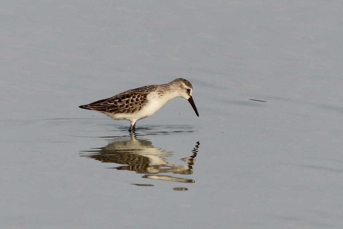 Western Sandpiper - ML602288291