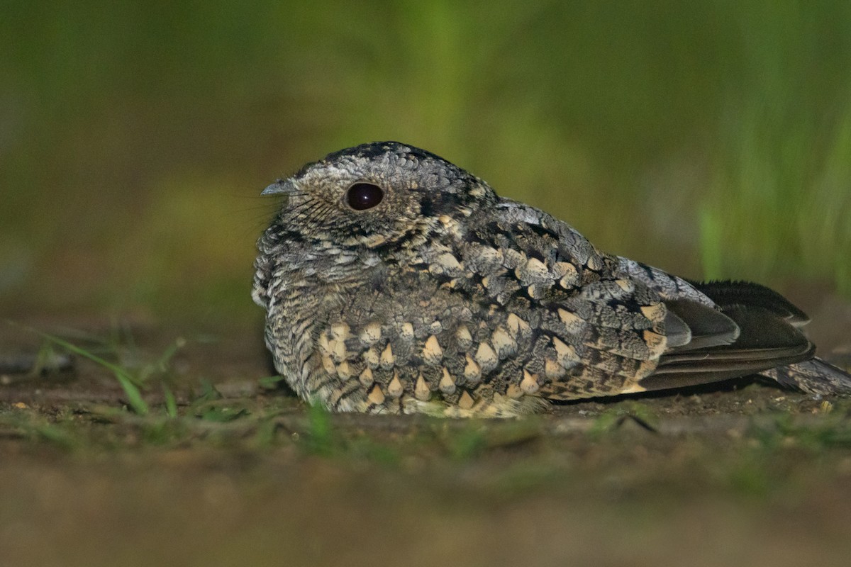 Band-winged Nightjar - ML602288321