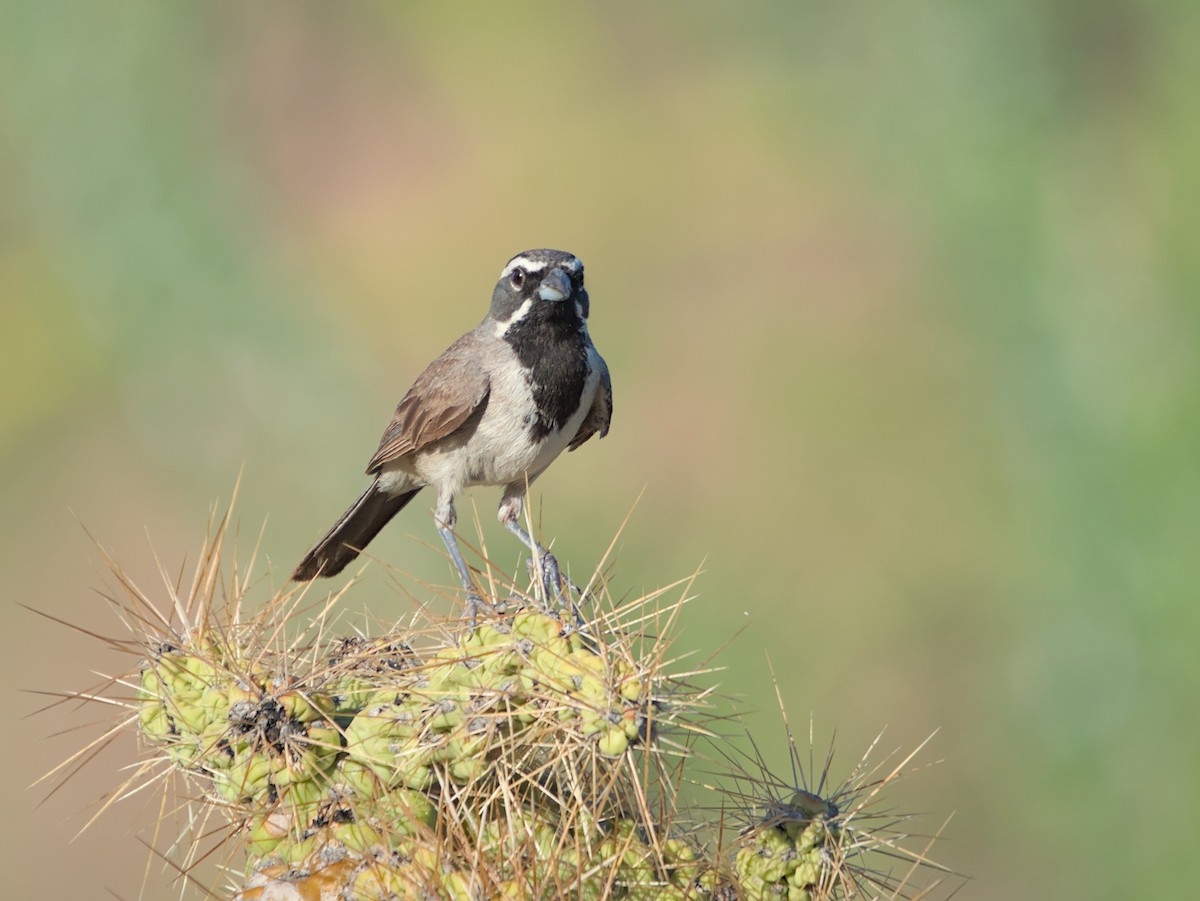 Black-throated Sparrow - ML602289161