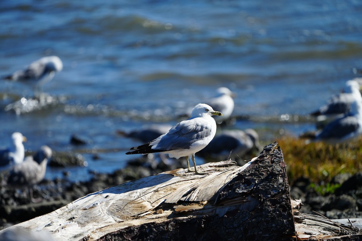 Delawareko kaioa - ML602289541