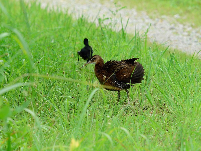 King Rail - David Larsen