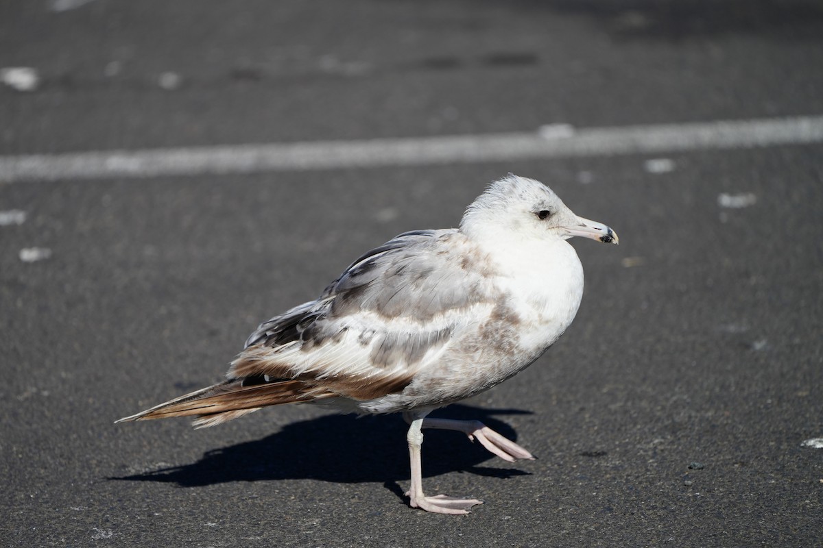 Kaio kaliforniarra - ML602289761