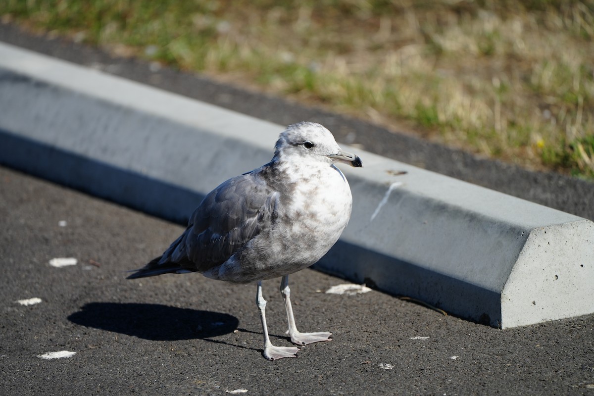 Kaio kaliforniarra - ML602289771