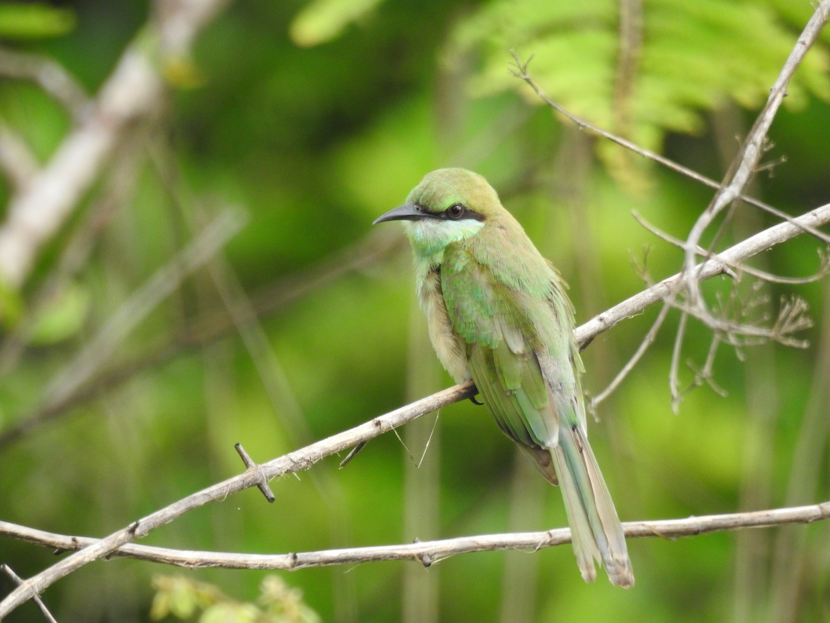Asian Green Bee-eater - ML602290561