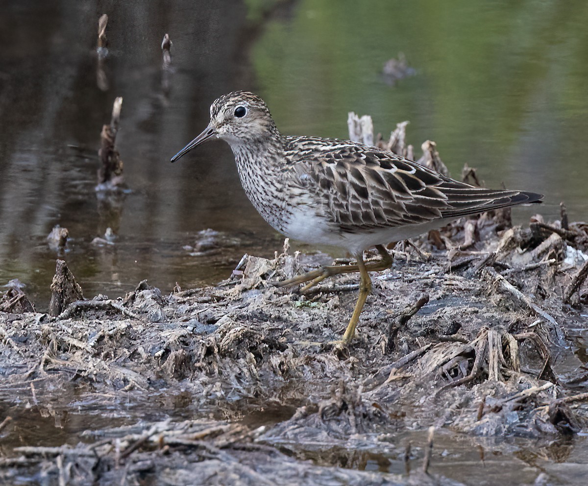 Pectoral Sandpiper - ML602290611