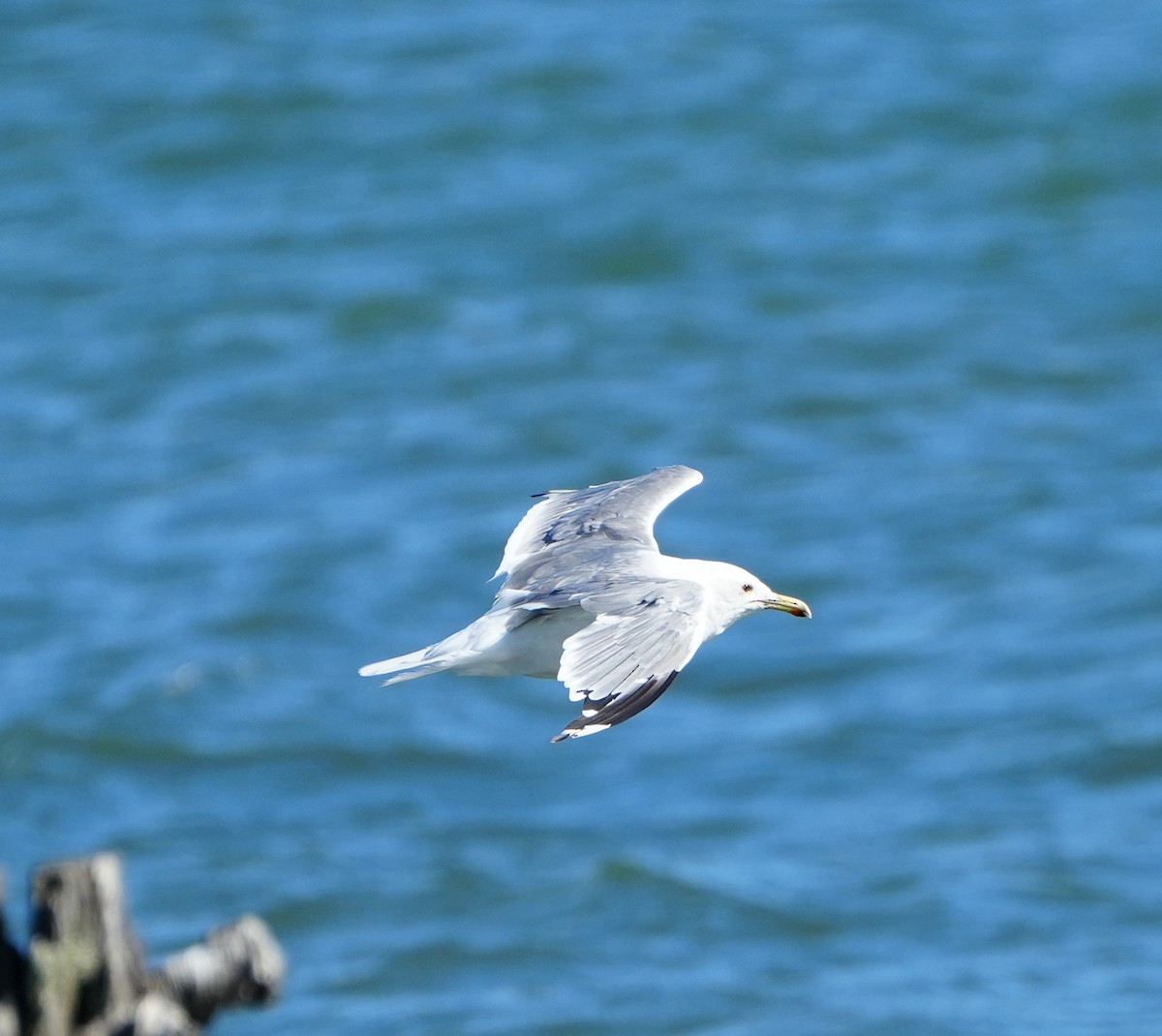 Kaio kaliforniarra - ML602291331