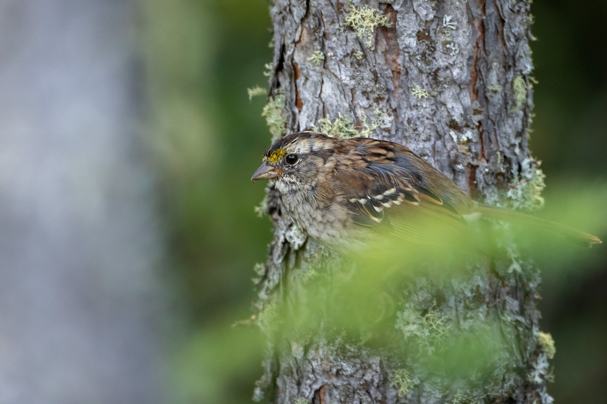 White-throated Sparrow - ML602292551