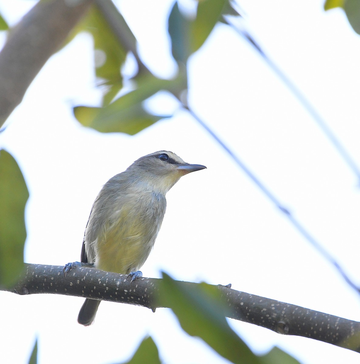 Yucatan Vireo - Ari Weiss