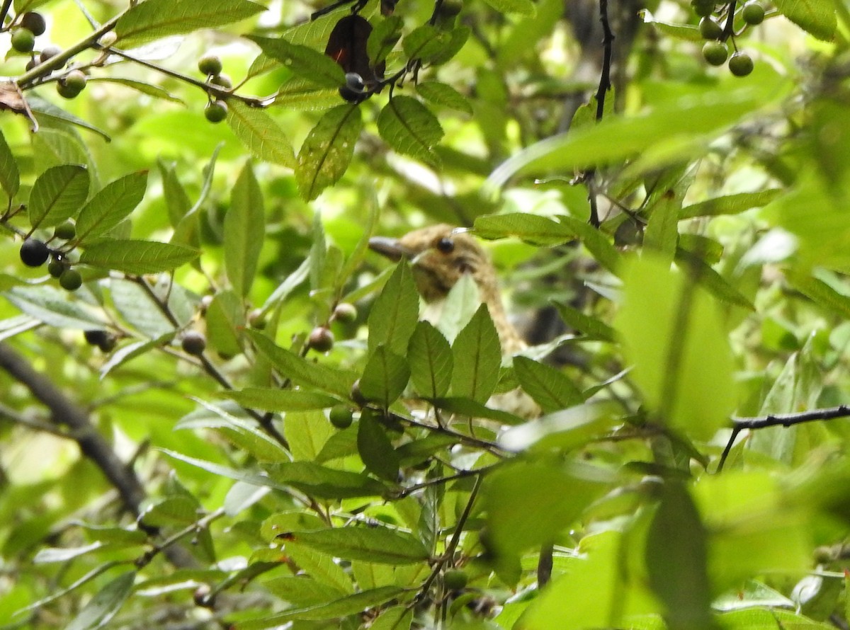 White-throated Thrush - ML602293031