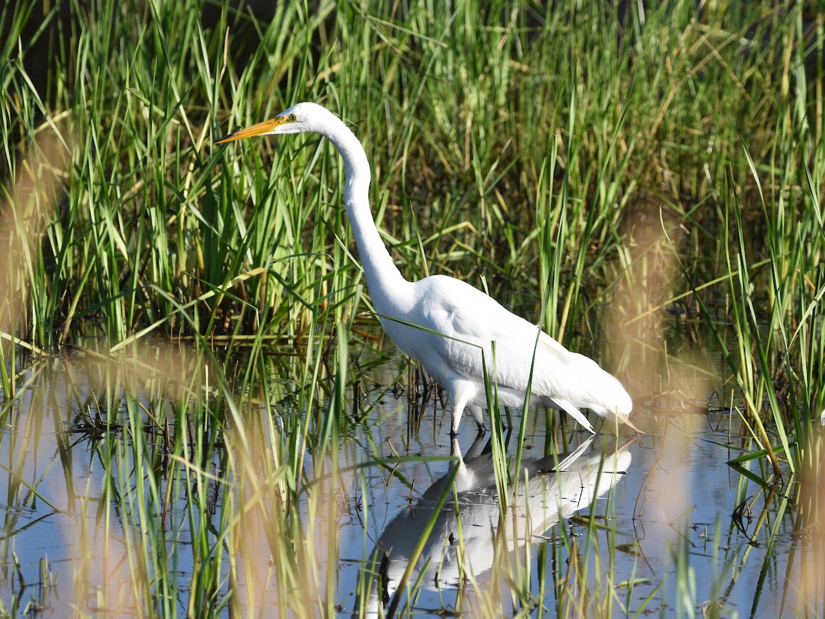 Great Egret - Peter Olsoy