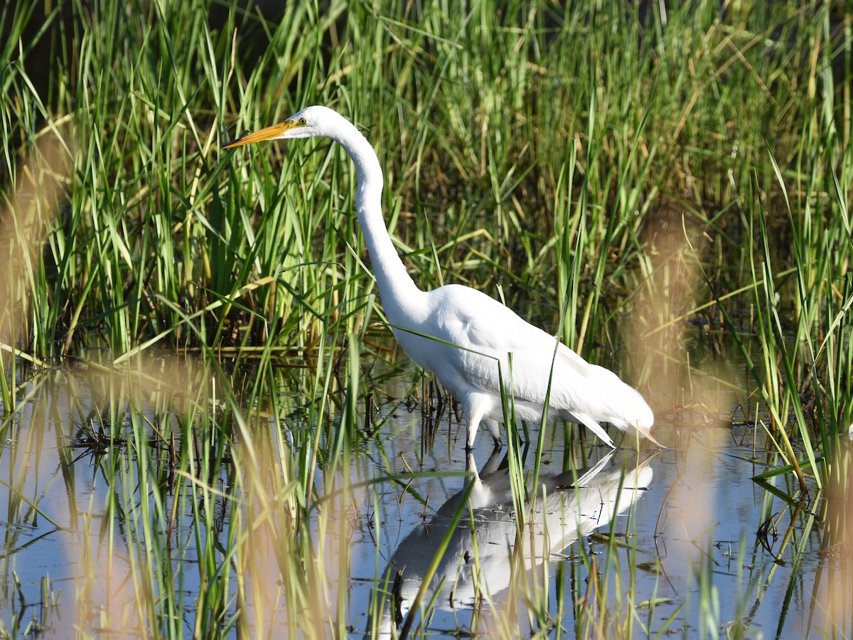 Great Egret - ML602293571