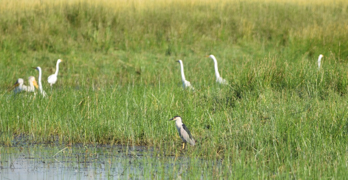 Great Egret - ML602293661