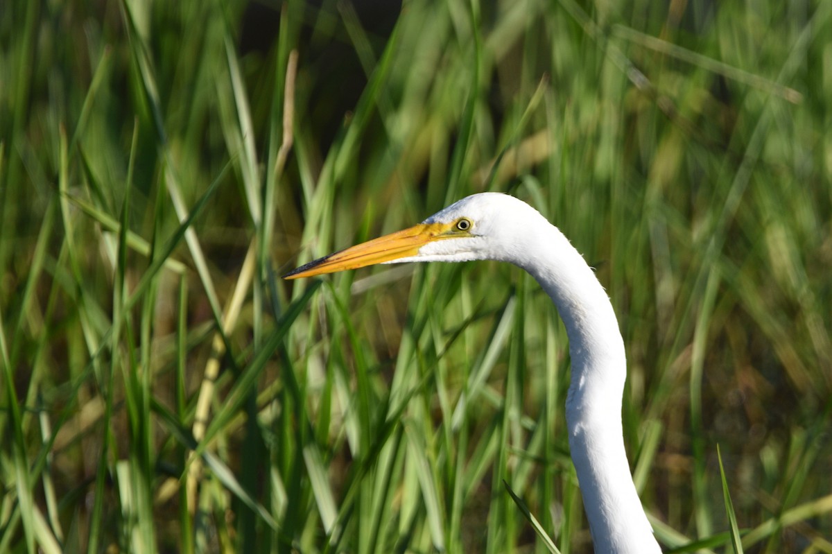 Great Egret - Peter Olsoy