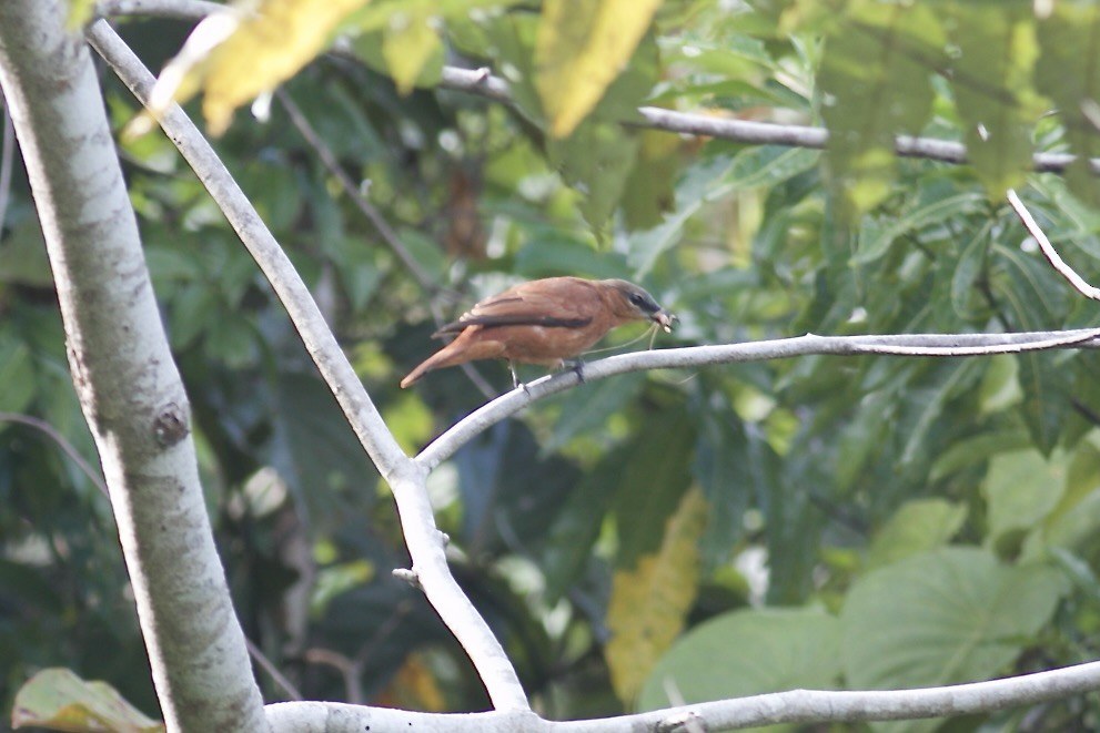 Gray-headed Cicadabird - ML602293751