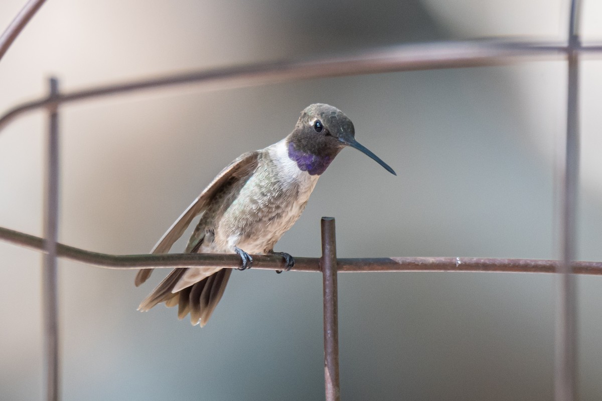 Black-chinned Hummingbird - ML602293831