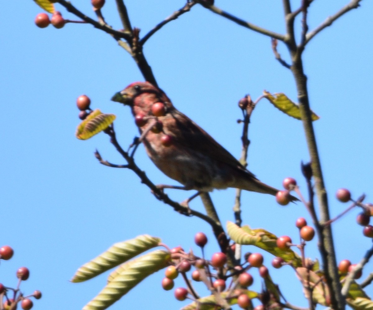 Purple Finch - ML602294431