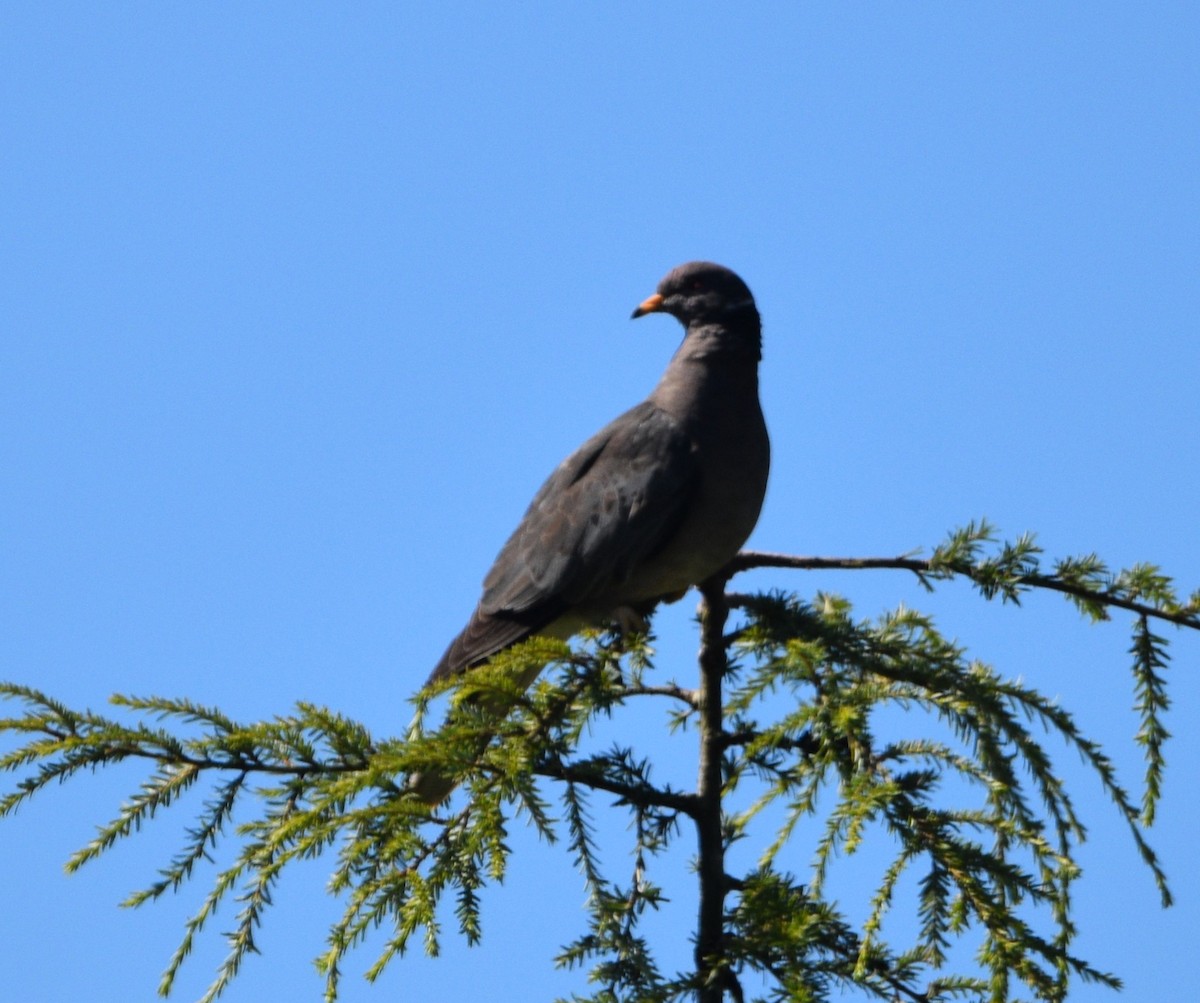 Band-tailed Pigeon - Peter Olsoy