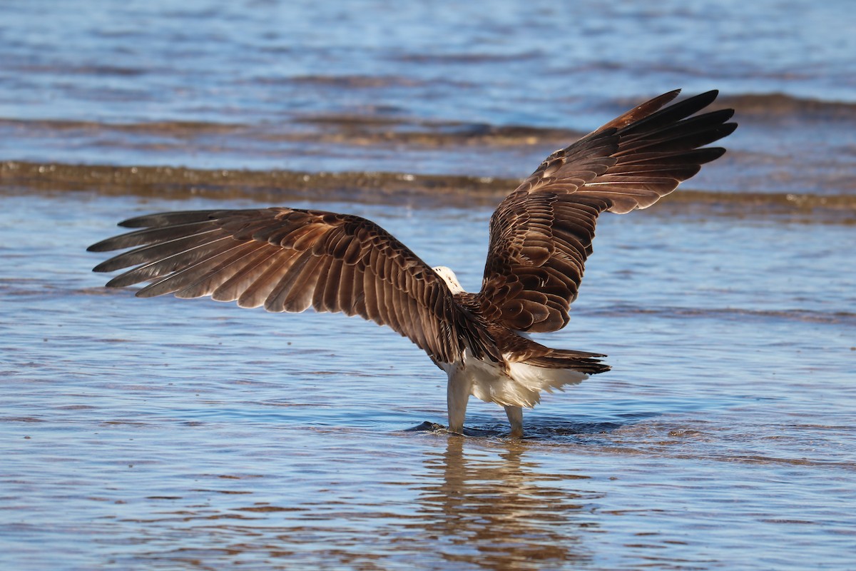 Osprey - ML602296731