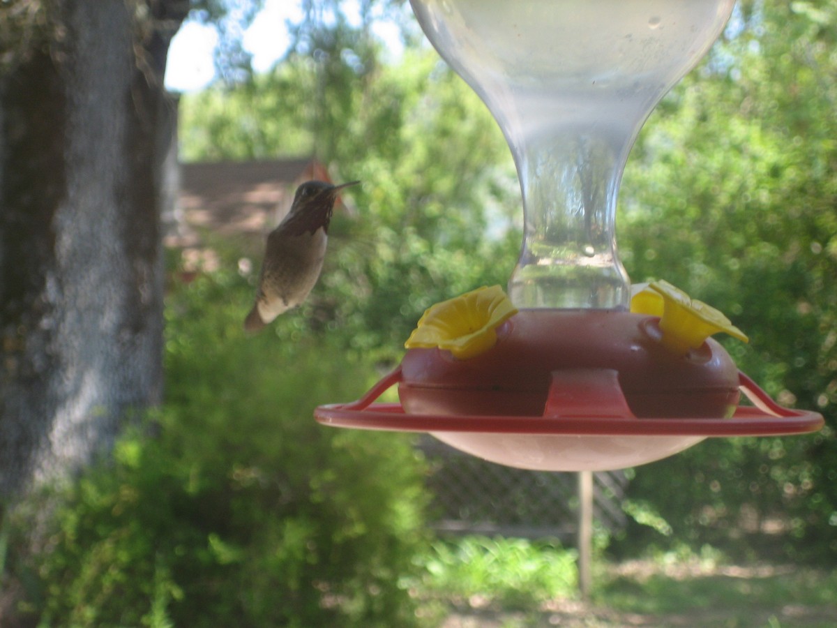 Calliope Hummingbird - ML602297441