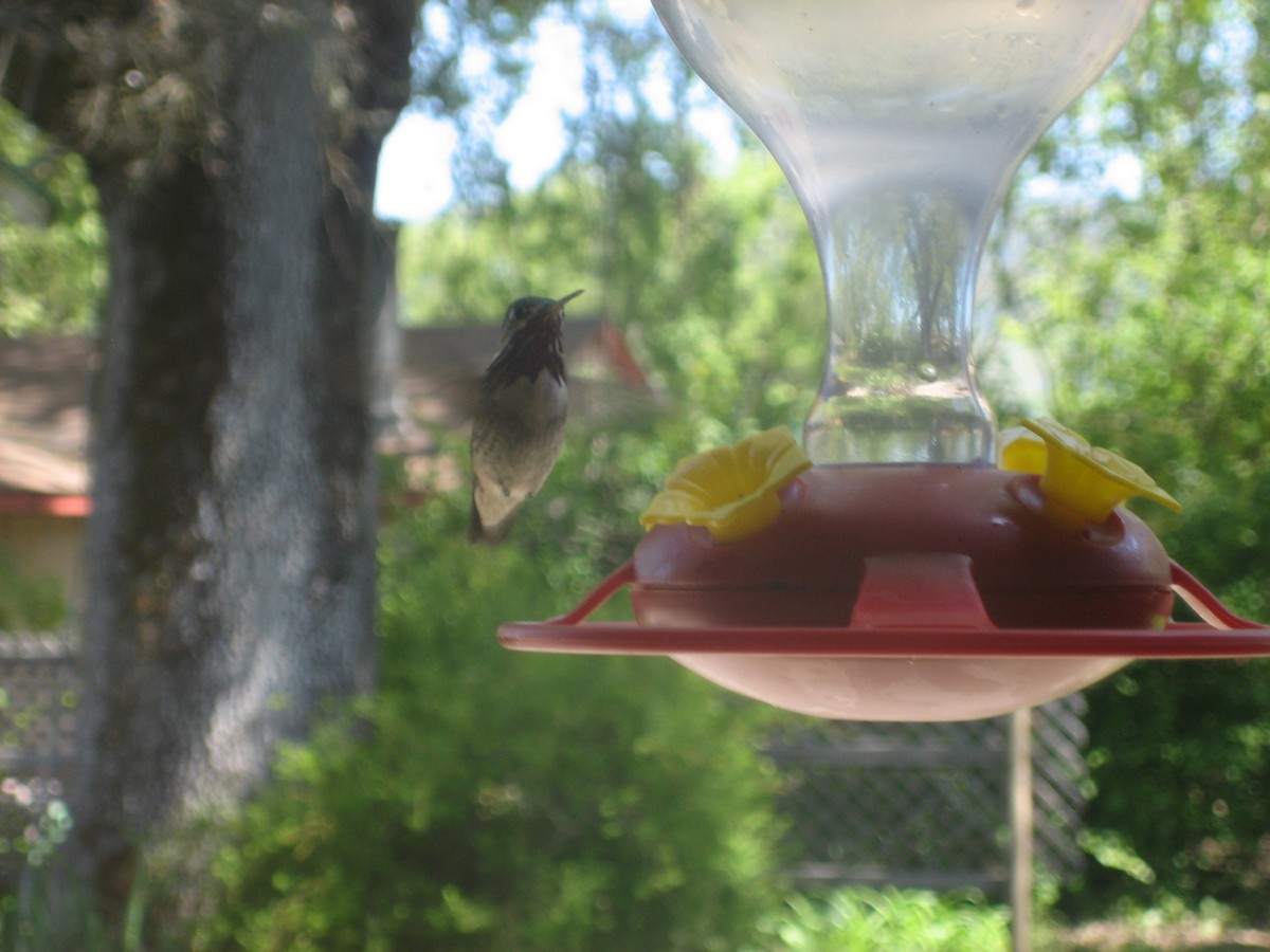 Calliope Hummingbird - ML602297451