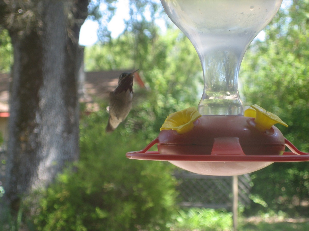 Calliope Hummingbird - ML602297471