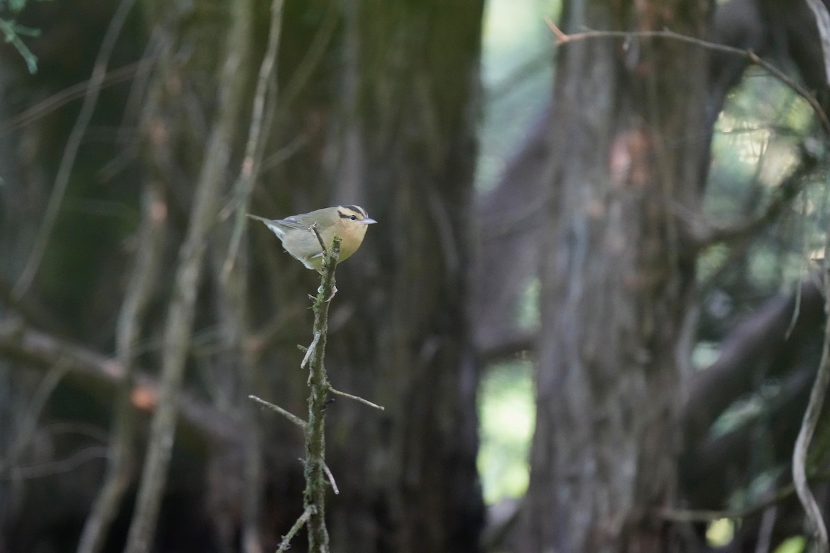 Worm-eating Warbler - ML602297771