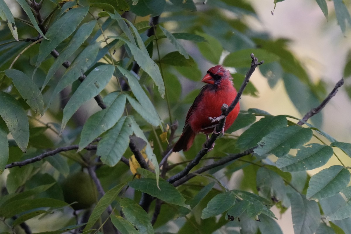 Northern Cardinal - ML602297941