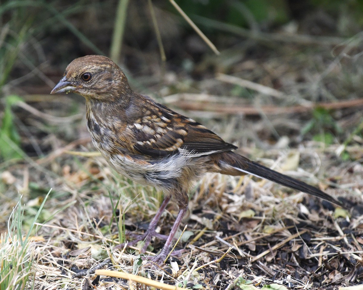 Spotted Towhee - ML602298131