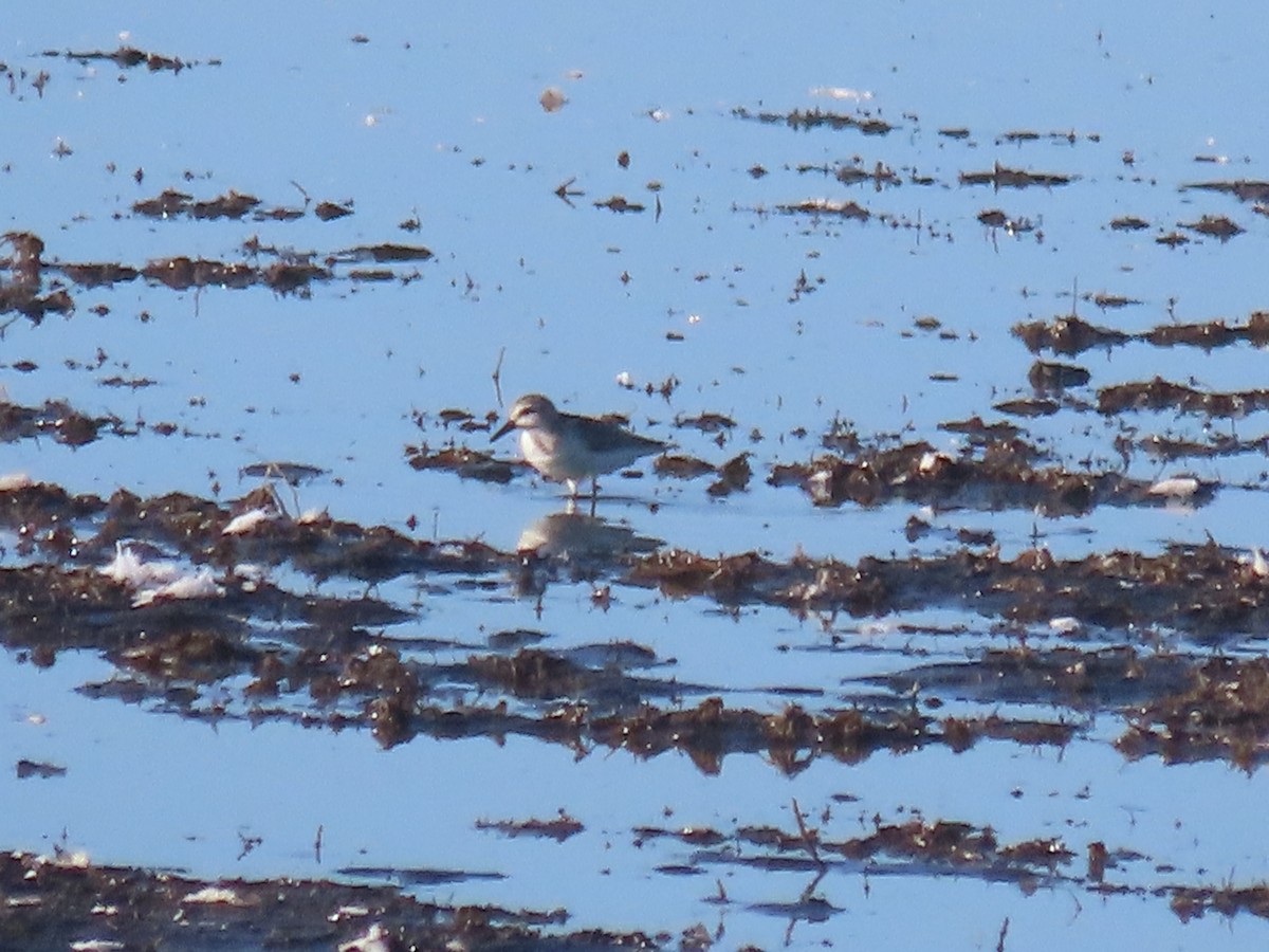 Semipalmated Sandpiper - Eric Ongman