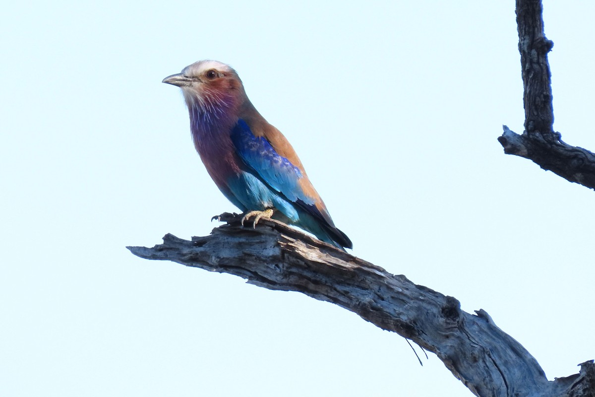Lilac-breasted Roller - ML602299741